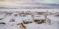 'Vanishing Caribou'. The Western Arctic caribou herd migrates towards its birthing grounds near Ambler, Alaska. This was once the biggest caribou herd in the world, but since 2003 its numbers have reduced from 500,000 animals to 188,000, with a quarter of those losses happening in the past three years. Shockingly, plans are moving ahead to build the 211-mile-long Ambler Road, a mining road that will cut straight across the herd’s migration path. Arctic caribou populations are in shocking decline. Over the last 20 years their numbers have dropped from five million animals to approximately two million, and this enormous loss threatens to put even more pressure on the fragile ecosystem of the Arctic, as well as the indigenous communities across Alaska and Canada who depend on caribou as a vital food source. The plight of the caribou reveals just how entangled the ecology of our planet is and their disappearance is a far greater story than that of a single species: it is a mirror of the broader issues relating to the climate crisis and biodiversity loss that is happening all over the world. Image: © Kathleen Orlinsky, United States, Shortlist, Professional competition, Environment, Sony World Photography Awards 2024