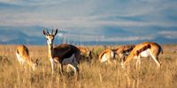 Springbok Grazing. Photographer: Rob Krummeck</p>
<p>P4U_readersubmission_20250509