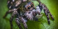 A jumping spider celebrating the renaming of Port Elizabeth to Gqeberha with a teatime flysnack.</p>
<p>(Instagram @samuelps.photo)