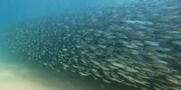 A shoal of sardines off Greenpoint, Clansthal on KwaZulu-Natal’s South Coast. (Photo: Natalie dos Santos)