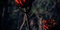 After the Overberg blaze. Image: Peter Strydom