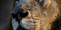 A day fit for the King of the wild - World Lion Day to celebrate he efforts to save a species. Photographer: Ross Couper