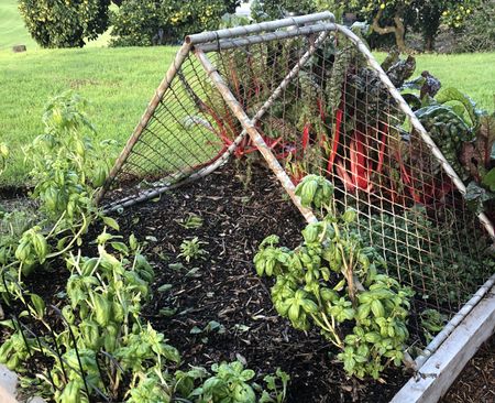 The Accidental Vegetarian