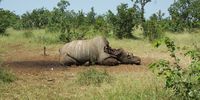 One of the many thousands of rhino that have been killed for their horns that criminal syndicates feed into the lucrative Asian markets. (Photo: Adam Cruise/Conservation Action Trust)