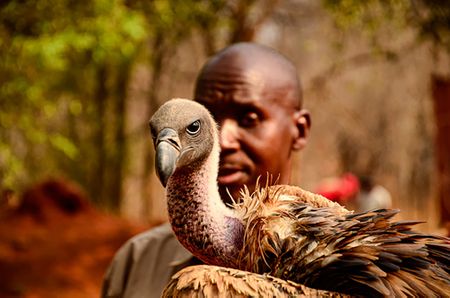 Private investment is good news on several levels for Zimbabwe’s conservation efforts