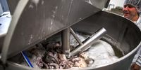 In the Spanish factory Frigorificos Arcos, Mauritanian octopus is prepared for cooking. First, it is washed and tenderised. (Photo: Nathalie Bertrams)