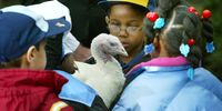 WASHINGTON - NOVEMBER 26:  Children from area schools gather around "Katie," pardoned by U.S. President George W. Bush, during the annual turkey pardoning in the Rose Garden of the White House November 26, 2002 in Washington, DC. Katie is the first female turkey to receive a pardon since the annual ceremony began.  (Photo by Mark Wilson/Getty Images)