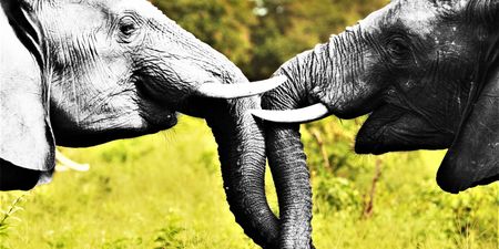 A solution to the ivory trade conundrum: Buy it and burn it