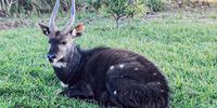 A bushbuck named 'Freddie ' by Owen and Christa, on account of his regular visits. Christa says he was one of the first returning mammals after the fires. "We always keep a bench between him and us, as he is a wild animal, and bushbucks can be dangerous if they feel threatened." Bushbuck have long been known to disembowel perceived aggressors, and Christa says a resident was killed by one a few years ago in Brenton on Lake. Photo: Chrisa Le Roux