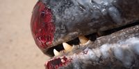 A close-up of the pilot whale’s teeth reveals its adaptation for deep-sea hunting. These teeth are essential for catching squid, their primary prey, during dives that can reach depths of 600 to 1,000 metres. (Photo: Gunnar Oberhösel)