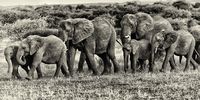 When the elders fall silent — how the loss of elephant matriarchs fractures a society
