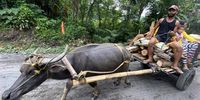 Filipino villagers living at the foot of Mayon volcano ride on makeshift cart pulled by a water buffalo during a mass evacuation in Daraga town, Albay province, Philippines, 09 June 2023. More than 20,000 residents living around Mayon volcano’s danger zone are being evacuated in schools, gymnasiums, and tents amid impending eruption.  EPA-EFE/FRANCIS R. MALASIG