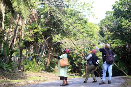 Livelihoods of KZN South Coast strelitzia seed pickers under threat