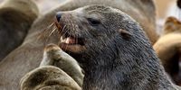 Rabid seals bite at least 176 people as fatal disease spreads, threatening other species