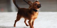NEW YORK, NEW YORK - JUNE 16: Shrinka, a Russian Toy, is shown during a press preview for the 146th Westminster Kennel Club Dog Show at the Hudson Yards on June 16, 2022 in New York City. The show will run from June 18th until June 22th at the Lyndhurst Estate in Tarrytown, New York. There will be over 3,500 dogs with over 200 breeds competing in three different competitions. (Photo by Michael M. Santiago/Getty Images)