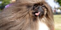 Wild Thing, a seven-year-old Pekingese, is a contestant in the 2023 World’s Ugliest Dog Contest at the Sonoma-Marin Fair in Petaluma, California, USA, 22 June 2023. The World's Ugliest Dog Contest has been going strong for over 30 years and is a testament that the pedigree does not define the pet. This world-renowned annual event celebrates the imperfections that make all dogs special and unique.  EPA-EFE/JOHN G. MABANGLO