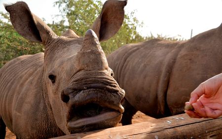 Poaching at flagship KZN rhino reserve drops dramatically after emergency dehorning drive