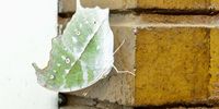 I saw this butterfly on the wall and, at first glance, thought it was a leaf . Image: Albert Hirasen 