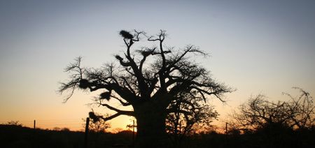 Limpopo bushveld ‘monster steel’ project challenged in court