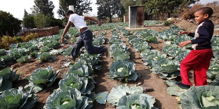 Expropriation without compensation set to pass next hurdle, but there’s a long road ahead