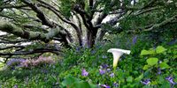 Finding the enchanted forest at Kirstenbosch National Botanical Gardens, Cape Town. Image: Sarah Goodier