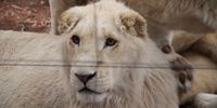 White lion with classic inbreeding features. (Image: Blood Lions)