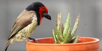 Not as tasty as I thought! Photo: Frans van der Watt<br>