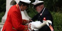 A swan is held in place during the annual Swan Upping on the River Thames between Marlow and Henley in Britain, 19 July 2023. The annual Swan Upping is a five-day census in which swans and young cygnets belonging to the King are counted and checked for signs of disease or injury. The custom dates back to the twelfth century.  EPA-EFE/NEIL HALL