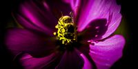 Bee in the Park. Photographer: Glen Carrie