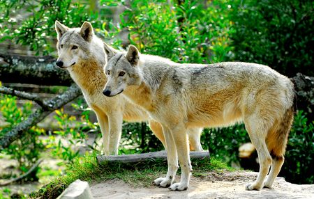 Jackals, wolves and farmers — why hunting predators doesn’t work