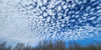 Poplars and candy floss. Photographer: Rose Rawstronrd