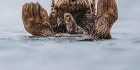 "Otter Guru" Charles Janson was In a kayak and stayed very still while floating by this resting Sea Otter. "It stayed relaxed (you can tell because it is still floating on its back) and kept on grooming its fur. With its peaceful face and upturned paws, it reminded me of a Guru meditating.": Elkhorn Slough, California. (Photo: Charles Janson)