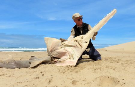 ‘Extinct’ 3m largetooth sawfish washes up on Eastern Cape coast