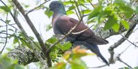 The Eastern bronze-naped pigeon,formerly Delegorgue”s pigeon. (Photo: Hugh Chittenden)