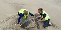 Bruce, right, and I measuring the carapace of a loggerhead. (Photo: Christopher Nolte)