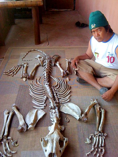 Department of environment reduces lion bone export quota to zero