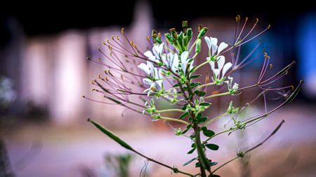 South Africa’s indigenous vegetables — the extraordinary nutritional wealth in our backyards