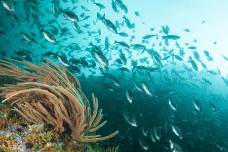 Lucrative prize schemes – the best way to tackle the Earth’s most pressing problems?