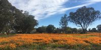  Flower Season Western Cape. Photographer: Janice Ashby
