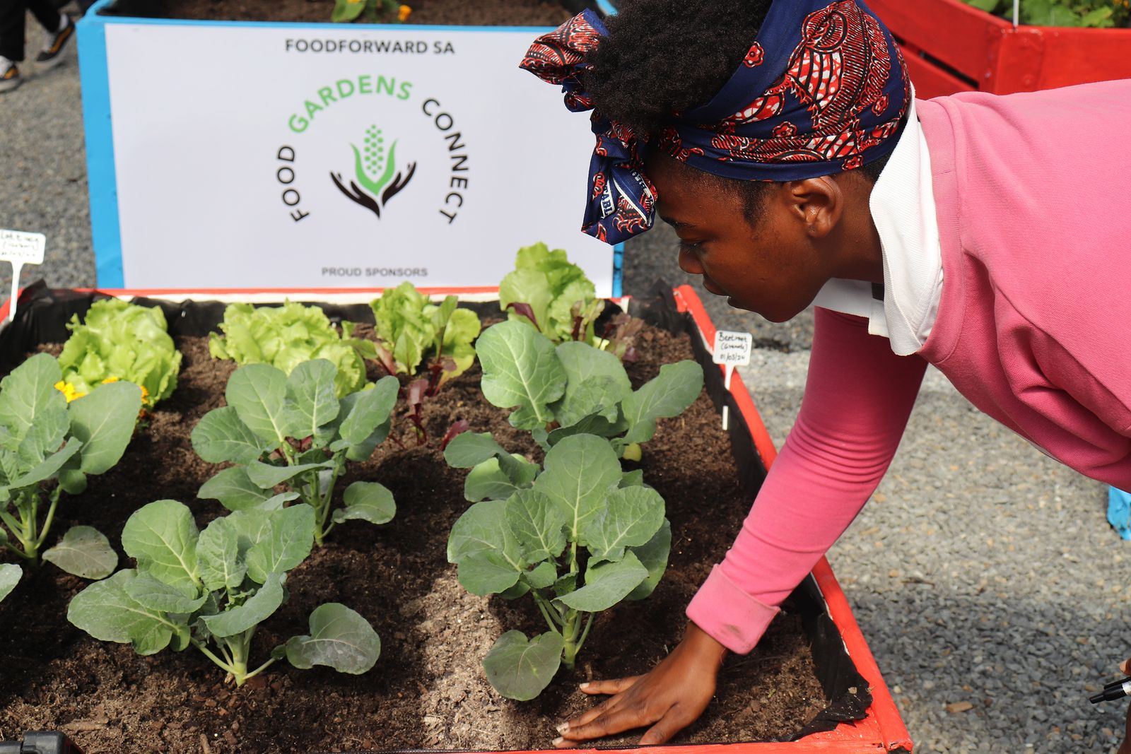 How community gardens are reducing food waste and increasing food ...