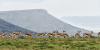 Springbok graze before the distinctive Spekboomberge in in the Mountain Zebra National Park near Cradock. Image: Chris Marais<br>