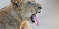 A lazy day in Kruger National Park</p>
<p>CREDIT: Elindi van den Heever<br>