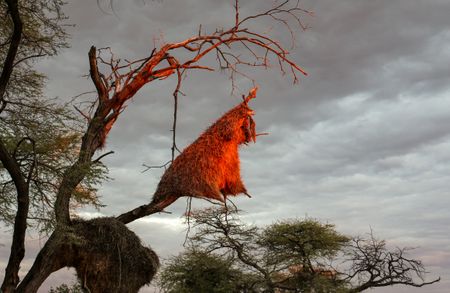 ‘Irreplaceable’ wildlife research projects on the line as De Beers plans sale of two critical reserves