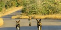 Soon it will be 3 Dog Night. Photographer: Keith Cattell
