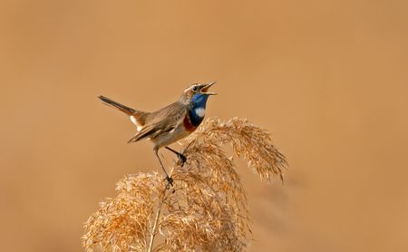 Can you hear The Great Animal Orchestra?