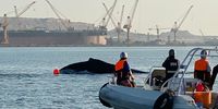 An Arabian humpback whale stranded in Duqm, January 2021. (Photo: Port of Duqm)
