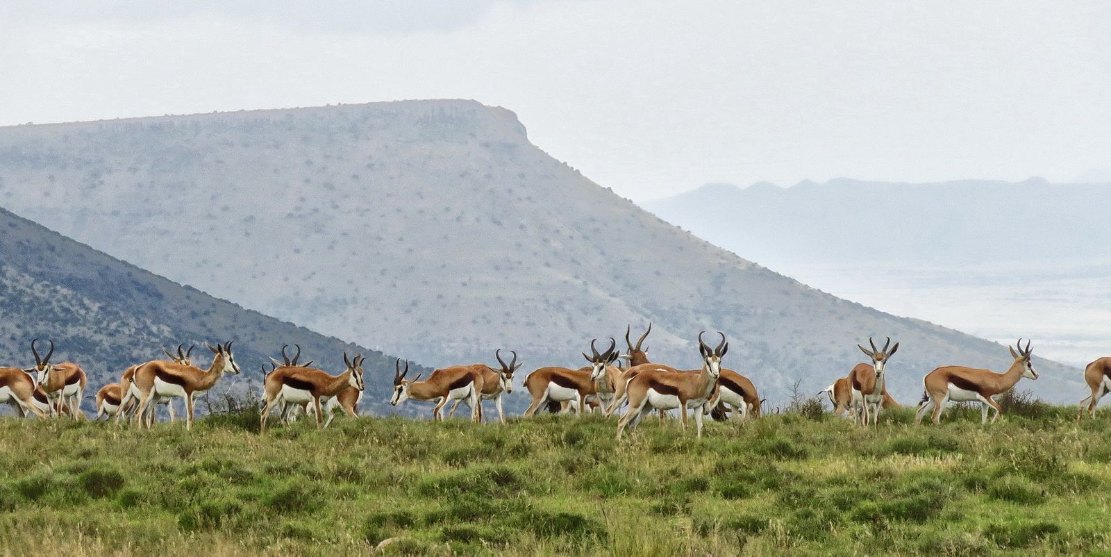 Springbok across the horizon: Solving the mystery of the trekbokke