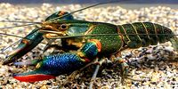 The Australian crayfish invading our rivers and threatening the Okavango Delta