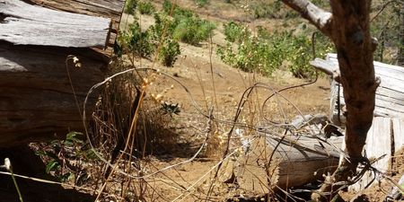 Western Cape takes aim at snaring, a cruel and damaging way to hunt