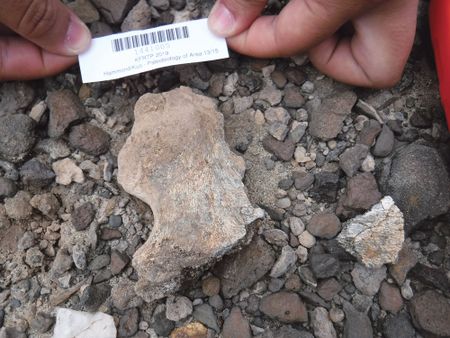 Archaeologists in Georgia unearth 1.8-million-year-old human jawbone